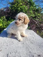 Large toy 18 lbs, Turk , a male Poodle - Toy  for sale in Atlanta, GA – Photo 3 of 3