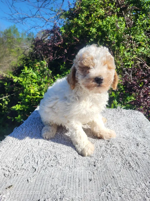 Large toy 18 lbs, Turk  – Poodle - Toy  puppy for sale in Atlanta, GA