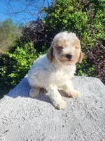 Large toy 18 lbs, Turk , a male Poodle - Toy  for sale in Atlanta, GA – Photo 1 of 3