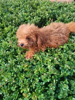 Nikki , a female Poodle - Toy  for sale in Atlanta, GA – 2 of 2