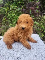 Taco, a male Poodle - Miniature  for sale in Atlanta, GA – 2 of 2