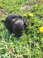 Yaya, a female Yorkipoo for sale in Atlanta, GA – Photo 2 of 2