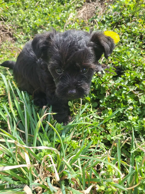 Yaya – Yorkipoo puppy for sale in Atlanta, GA