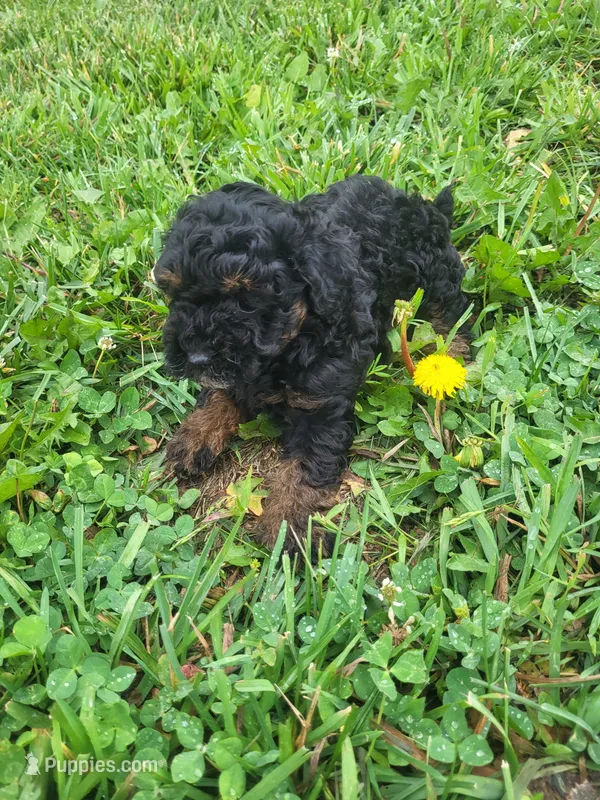 Henry  – Havapoo puppy for sale in Atlanta, GA