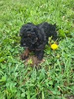 Henry , a male Havapoo for sale in Atlanta, GA – 1 of 1