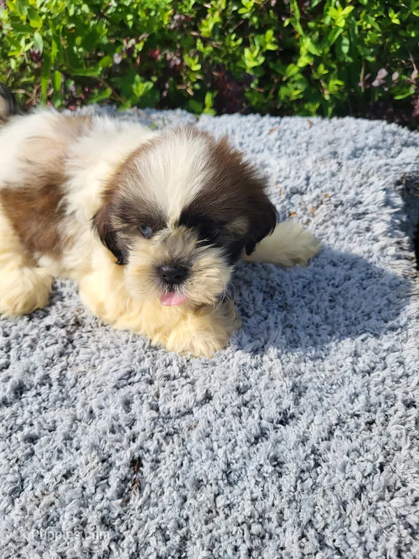 Shep  – Shih Tzu puppy for sale in Atlanta, GA
