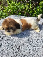 Prissy , a female Shih Tzu for sale in Atlanta, GA – 2 of 2