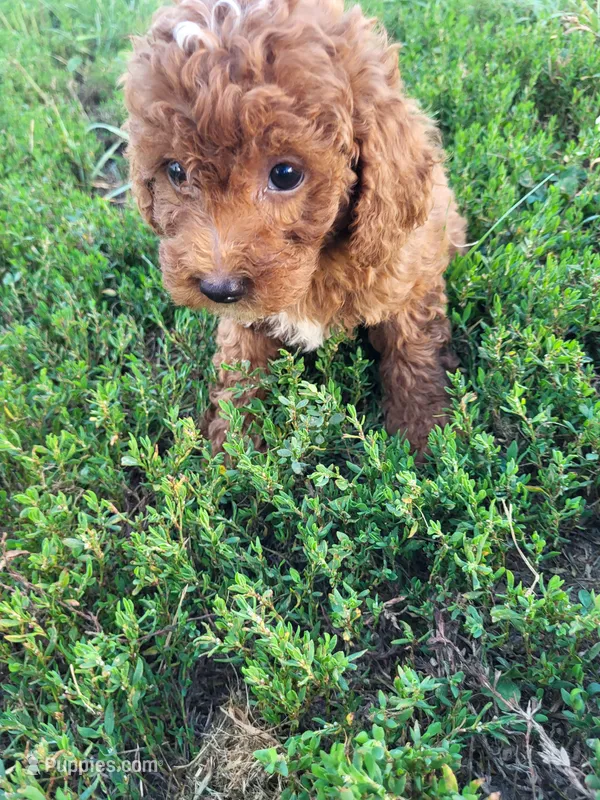 Trina large toy – Poodle - Toy  puppy for sale in Atlanta, GA