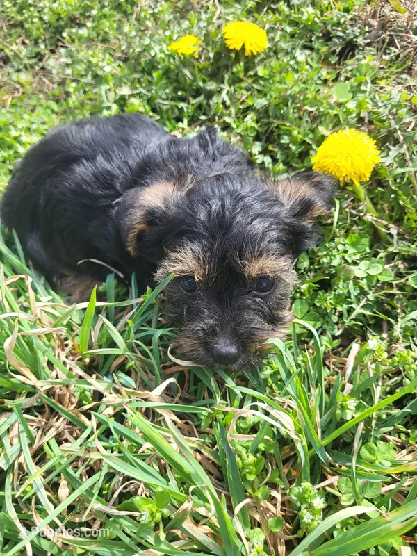 Yikes  – Yorkipoo puppy for sale in Atlanta, GA