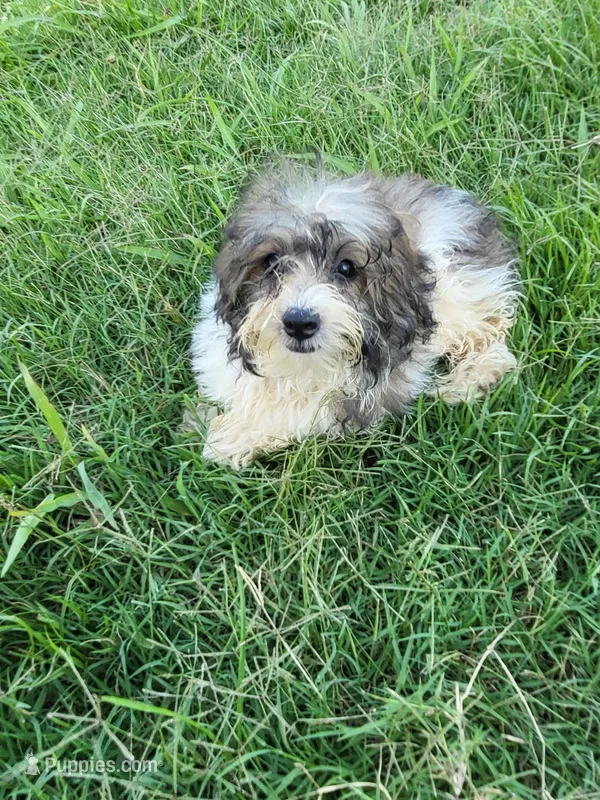 Herb – Havapoo puppy for sale in Atlanta, GA