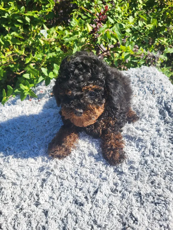 Tally  – Poodle - Toy  puppy for sale in Atlanta, GA