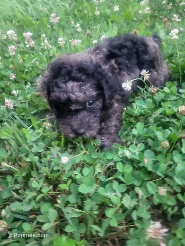 Trent  – Poodle - Toy  puppy for sale in Atlanta, GA