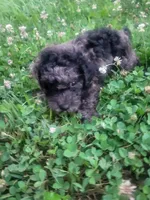Trent , a male Poodle - Toy  for sale in Atlanta, GA – 1 of 1
