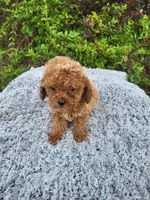 Tea cup size ted, a male Poodle - Toy  for sale in Atlanta, GA – 2 of 2