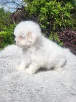 Snow white, a female Poodle - Toy  for sale in Atlanta, GA – Photo 1 of 2