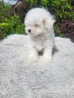 Snow white, a female Poodle - Toy  for sale in Atlanta, GA – Photo 2 of 2