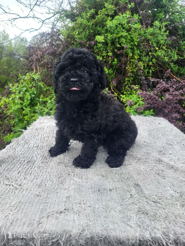 Tiss – Poodle - Toy  puppy for sale in Atlanta, GA