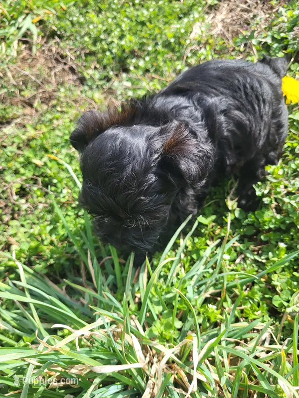 Yolanda  – Yorkipoo puppy for sale in Atlanta, GA