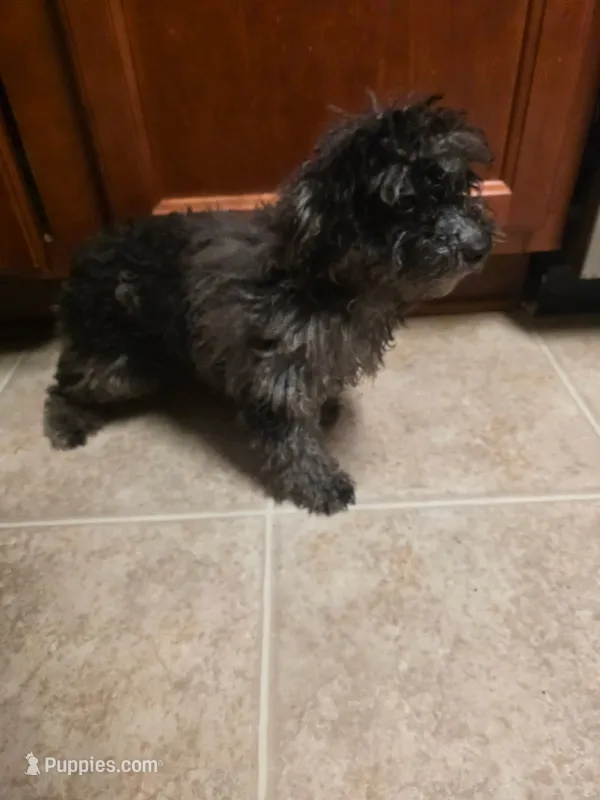 Trent  – Poodle - Toy  puppy for sale in Atlanta, GA