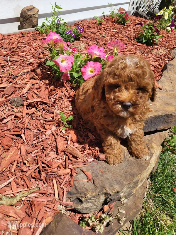 Tommy  – Poodle - Miniature  puppy for sale in Atlanta, GA