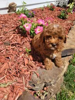 Tommy , a male Poodle - Miniature  for sale in Atlanta, GA – 1 of 1