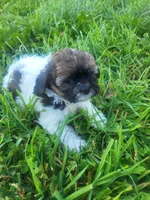 Sassy , a female Shihpoo for sale in Atlanta, GA – 1 of 1