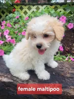 Maxine , a female Maltipoo for sale in Atlanta, GA – 1 of 1