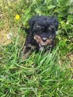Halo , a female Havapoo for sale in Atlanta, GA – 2 of 2