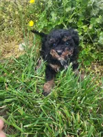 Halo , a female Havapoo for sale in Atlanta, GA – 1 of 2