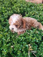 Charlie , a male Poodle - Toy  for sale in Atlanta, GA – 2 of 2
