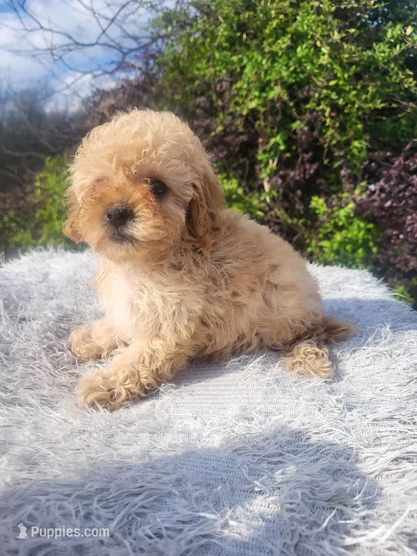 Mandy  – Maltipoo puppy for sale in Atlanta, GA