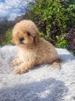 Mandy , a female Maltipoo for sale in Atlanta, GA – Photo 1 of 2