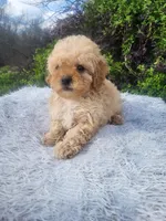 Mandy , a female Maltipoo for sale in Atlanta, GA – Photo 2 of 2