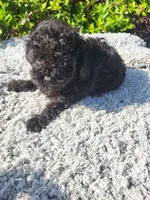Tilly, a female Poodle - Toy  for sale in Atlanta, GA – 1 of 1