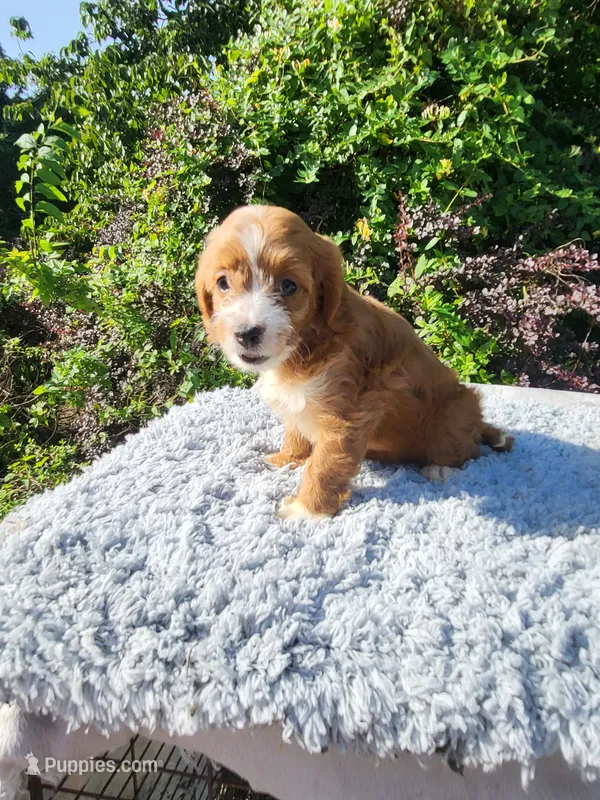 Candy – Cockapoo puppy for sale in Atlanta, GA