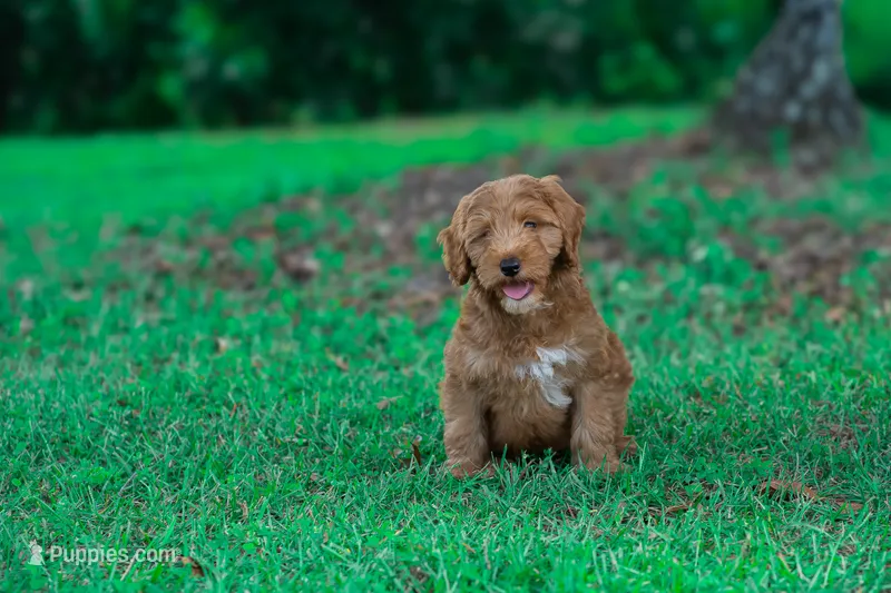 Mowgli – Miniature Goldendoodle puppy for sale in Miami, FL