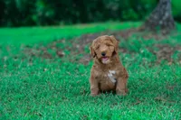 Mowgli, a male Miniature Goldendoodle for sale in Miami, FL – 1 of 1