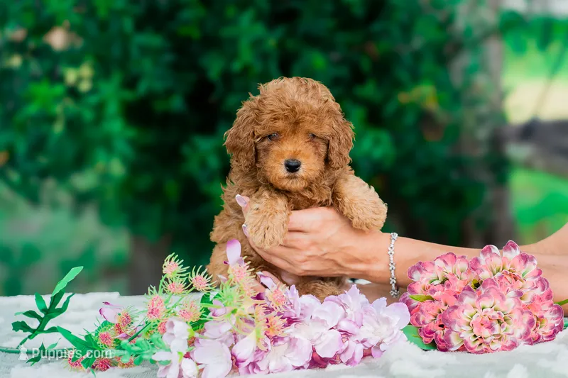 Pocahontas – Miniature Goldendoodle puppy for sale in Miami, FL