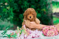 Pocahontas, a female Miniature Goldendoodle for sale in Miami, FL – 1 of 1