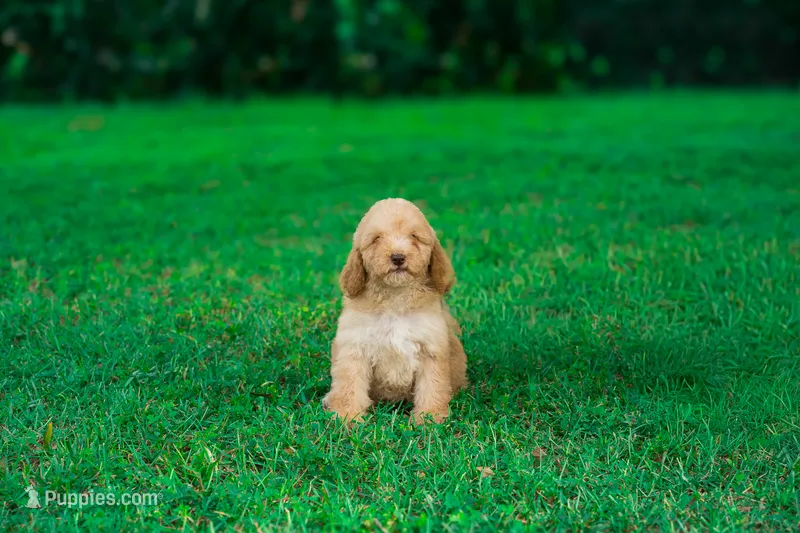 Bobble – Miniature Goldendoodle puppy for sale in Miami, FL
