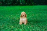 Bobble, a male Miniature Goldendoodle for sale in Miami, FL – 1 of 1