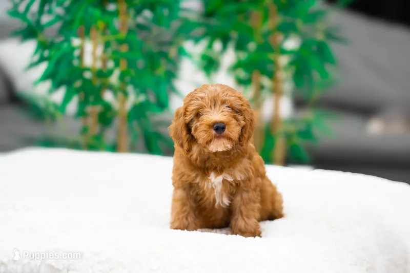 Mowgli – Miniature Goldendoodle puppy for sale in Miami, FL