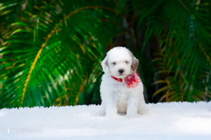 Bonnie – Miniature Goldendoodle puppy for sale in Miami, FL