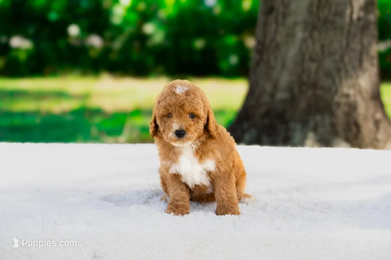 Figgy – Miniature Goldendoodle puppy for sale in Miami, FL