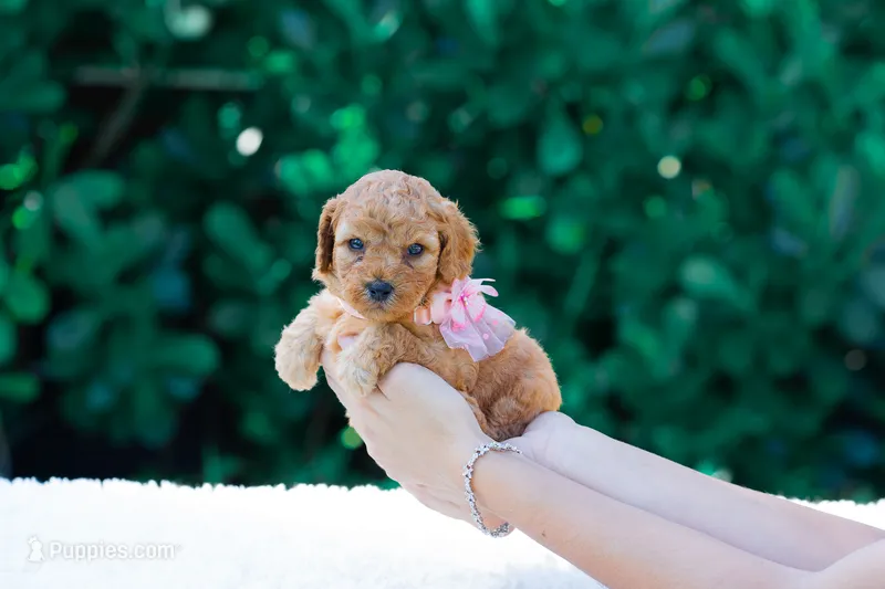 Bambi – Miniature Goldendoodle puppy for sale in Miami, FL
