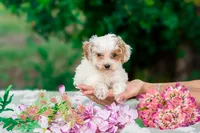 Willow, a female Miniature Goldendoodle for sale in Miami, FL – 1 of 1