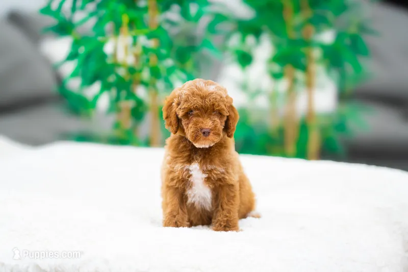 Dewey – Miniature Goldendoodle puppy for sale in Miami, FL