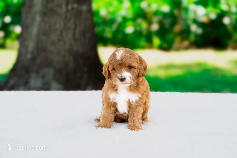 Yoshi – Miniature Goldendoodle puppy for sale in Miami, FL