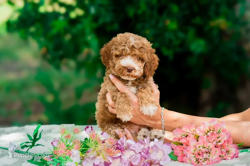 Meeko – Miniature Goldendoodle puppy for sale in Miami, FL