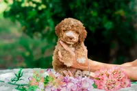 Meeko, a female Miniature Goldendoodle for sale in Miami, FL – 1 of 1